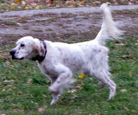 Llewellyn Setter, Ike, a beautiful orange belton